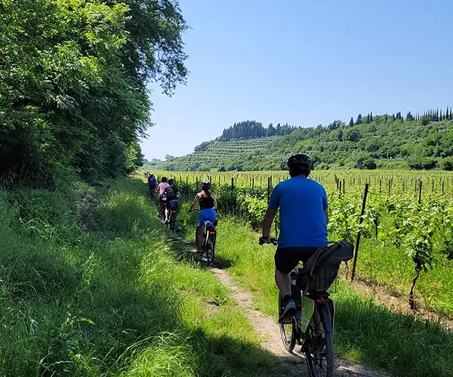 gruppo di persone in bici tra i vigneti a Bardolino
