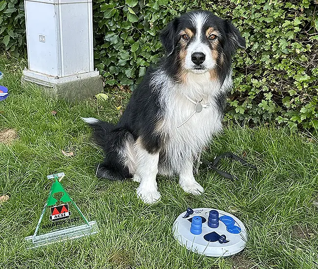 cane in dog area camping la rocca